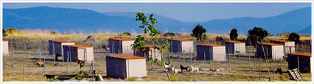 Rio Nevado - Criadero - Kennel